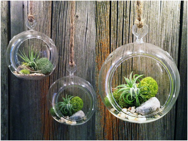 Terrarium